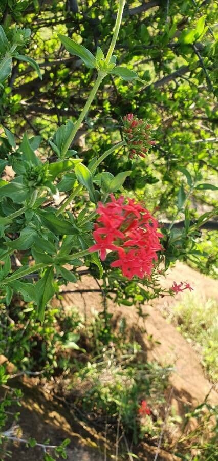Rhodopentas 4