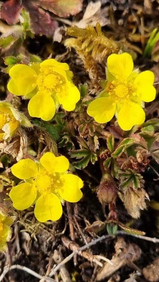 Potentilla piccolina