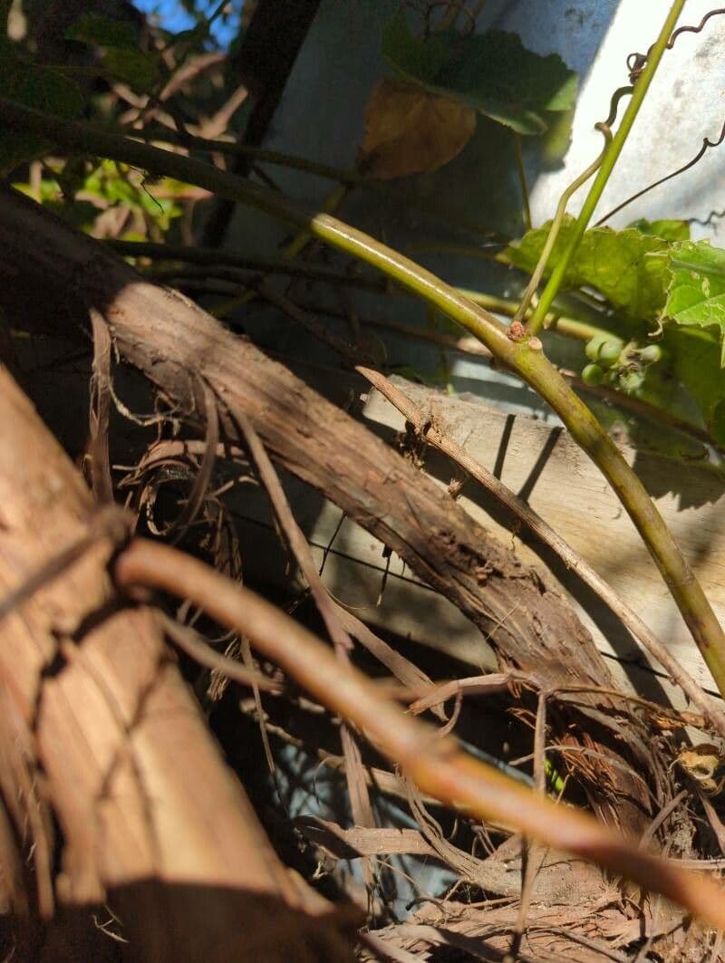 Vitis aestivalis 23