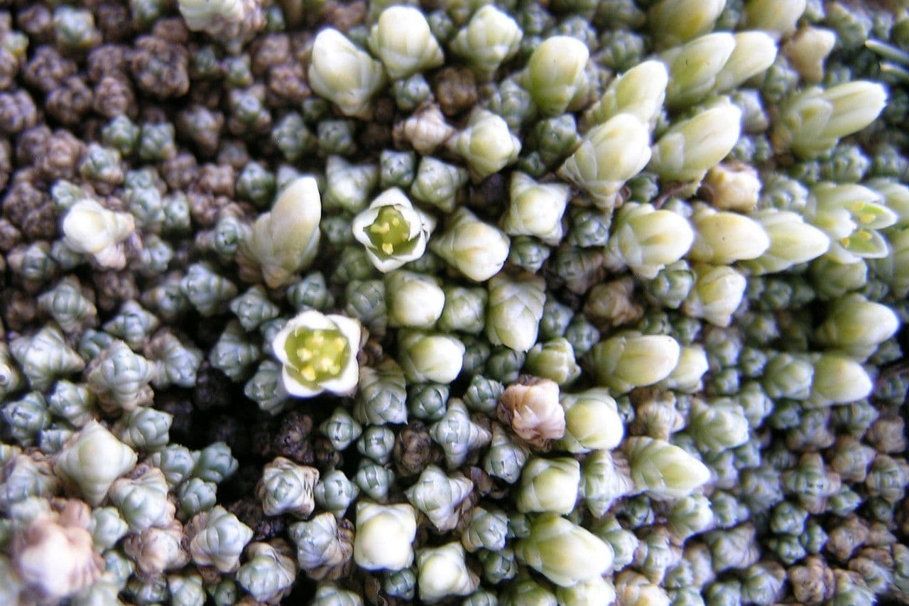 Pycnophyllum 4