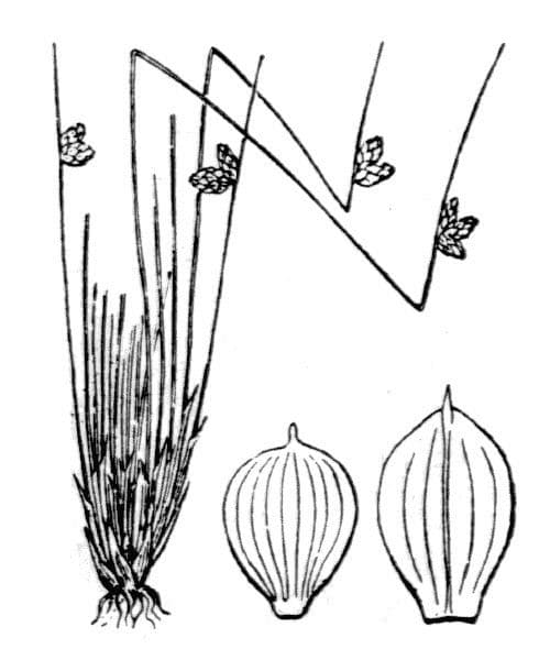 Schoenoplectus setaceus 22