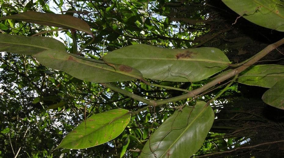 Philodendron 4