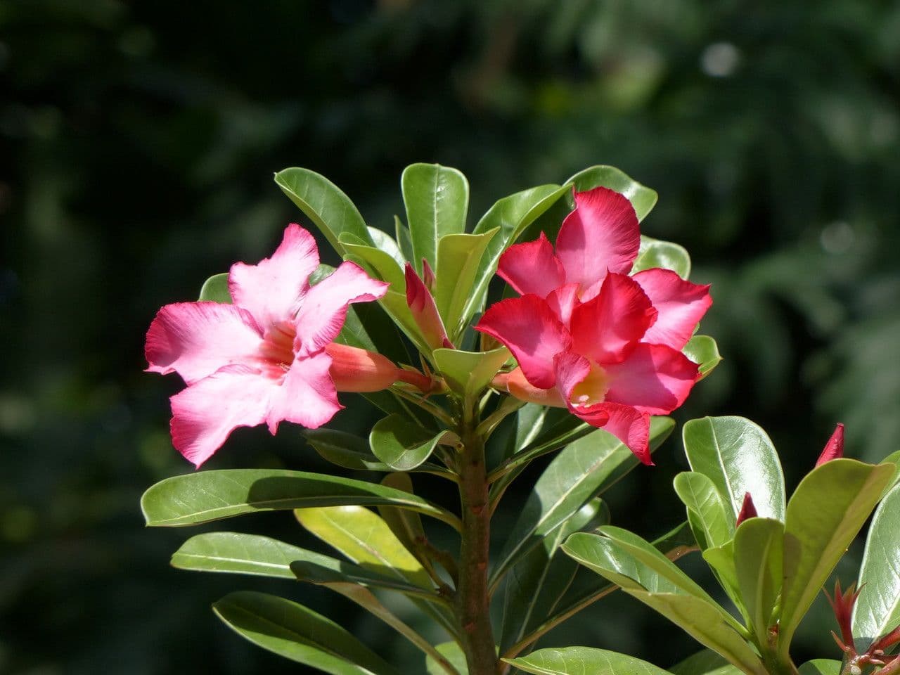 Adenium 25