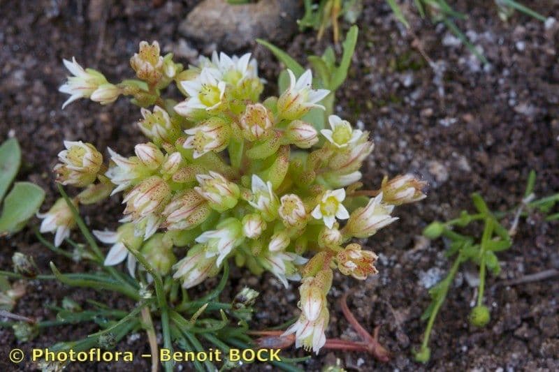 Sedum 2