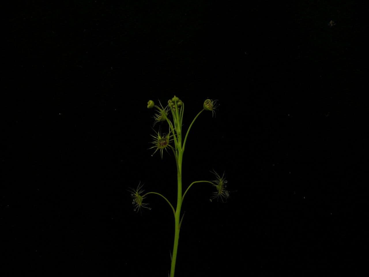Drosera peltata