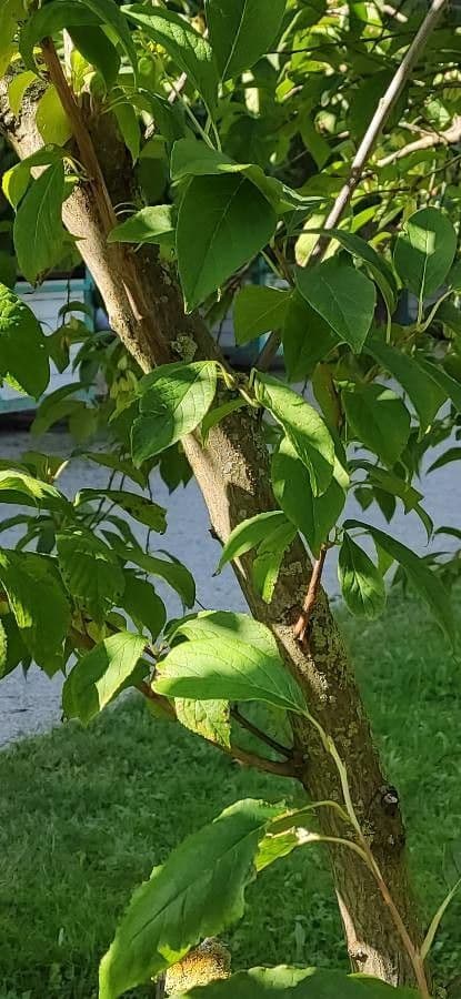 Karolinischer Schneeballbaum 25