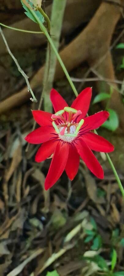 Perfumed passionflower 6