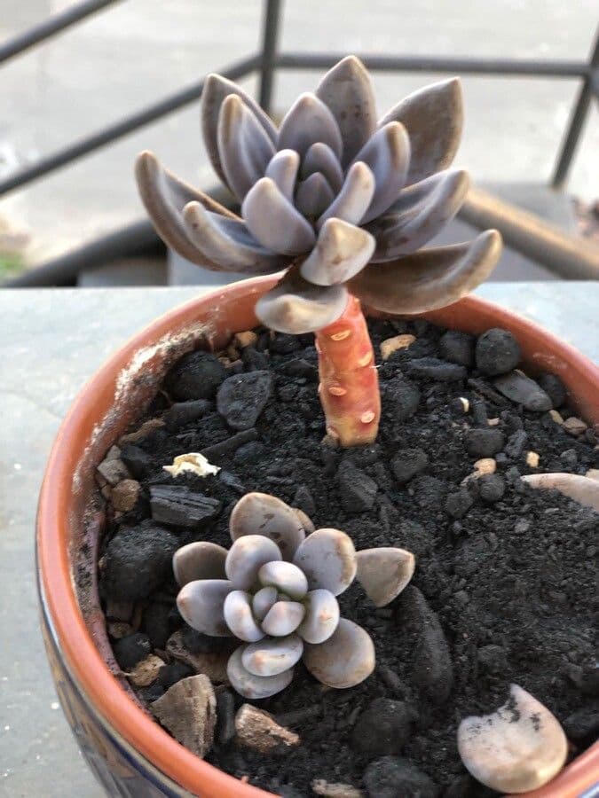 Pachyphytum 22