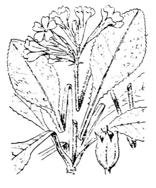 Primula maggiore 28