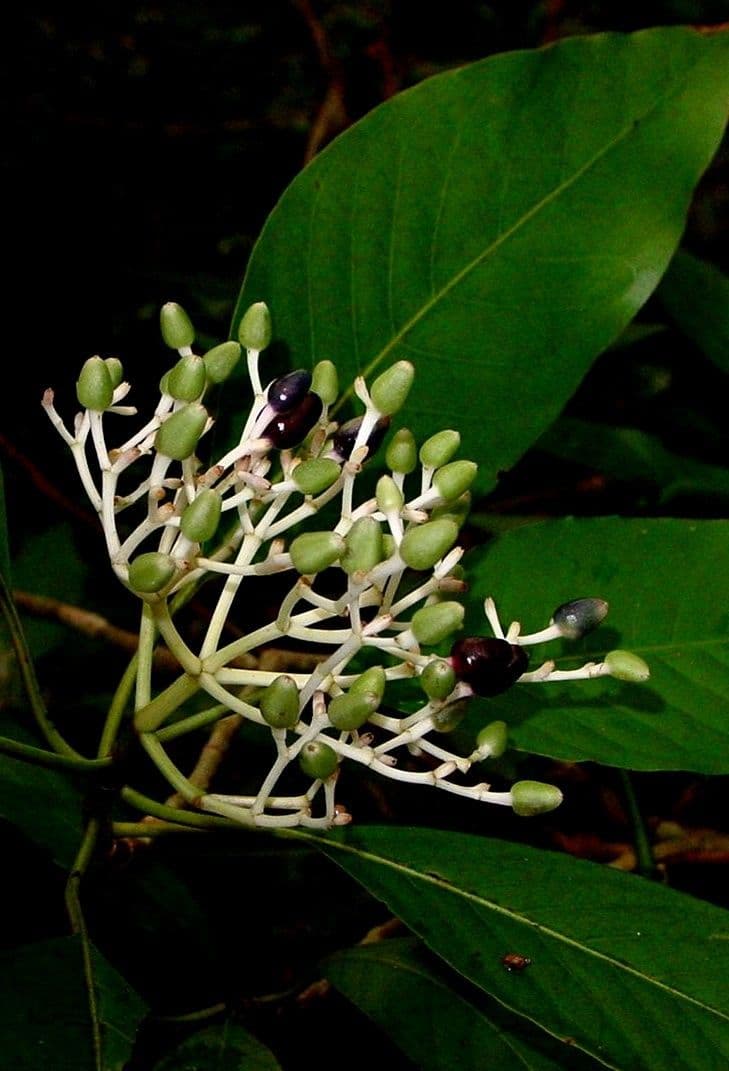Chassalia 5