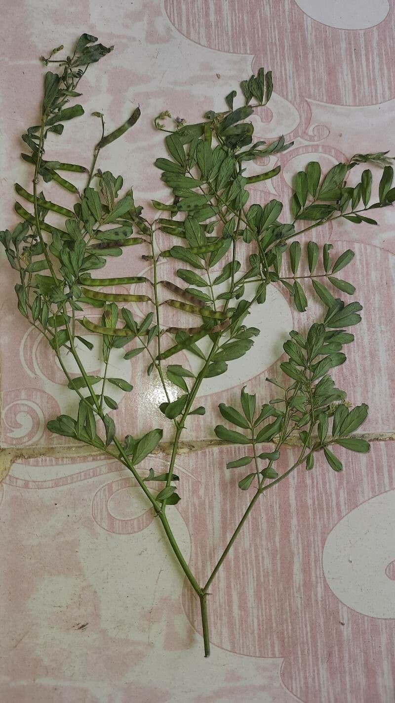 Tephrosia 2