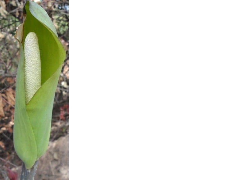 Anchomanes difformis 6