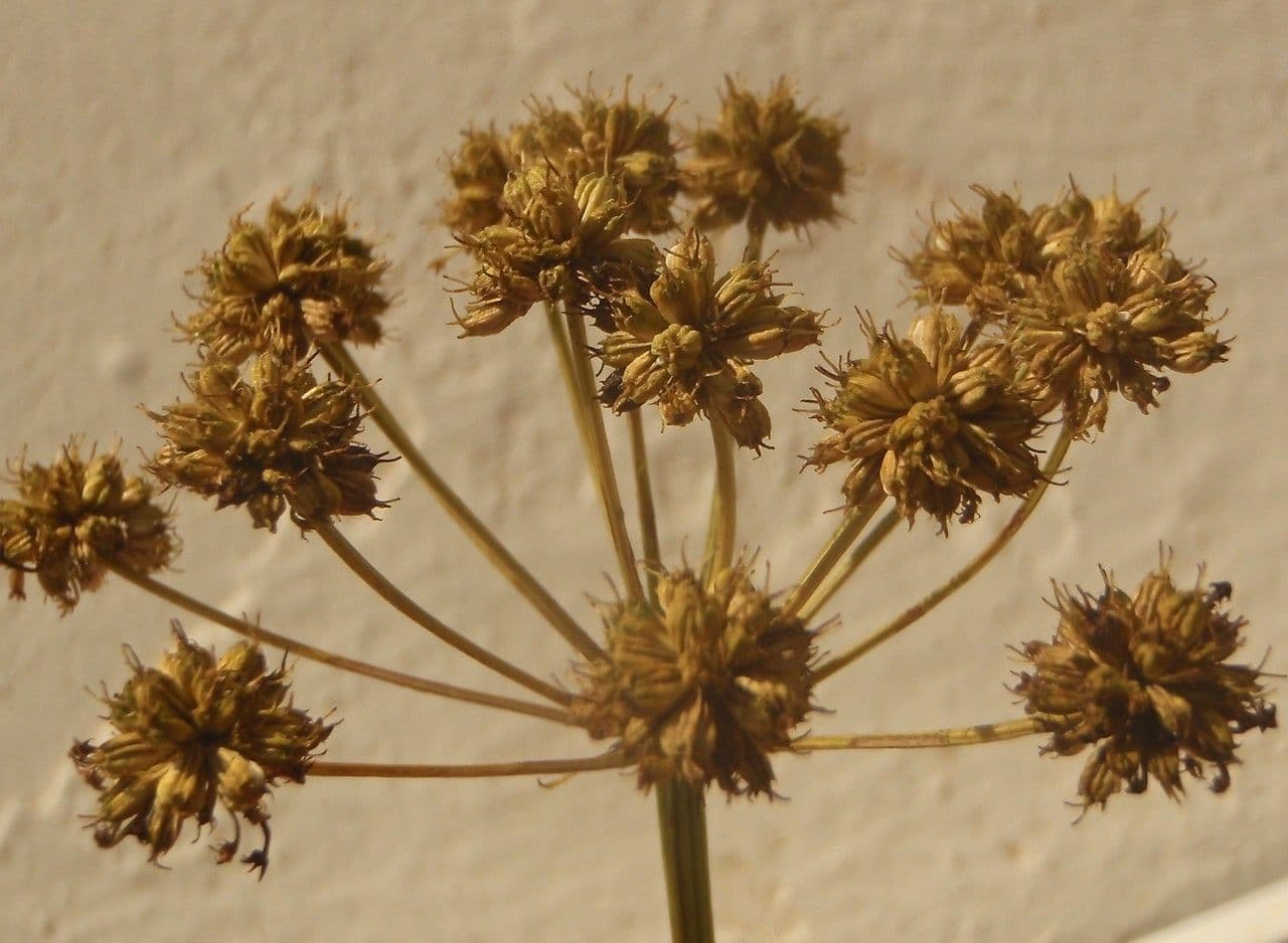 Oenante 4