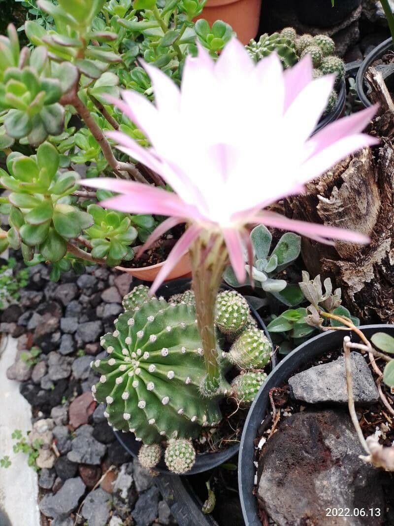 Echinopsis 7