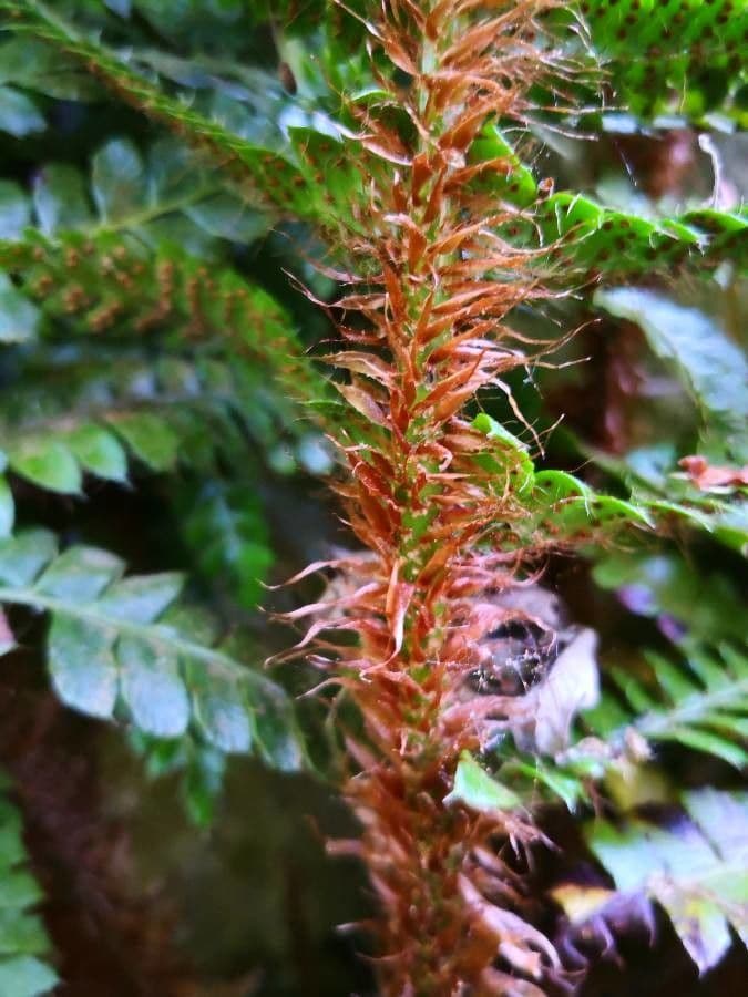 Polystichum polyblepharum 17
