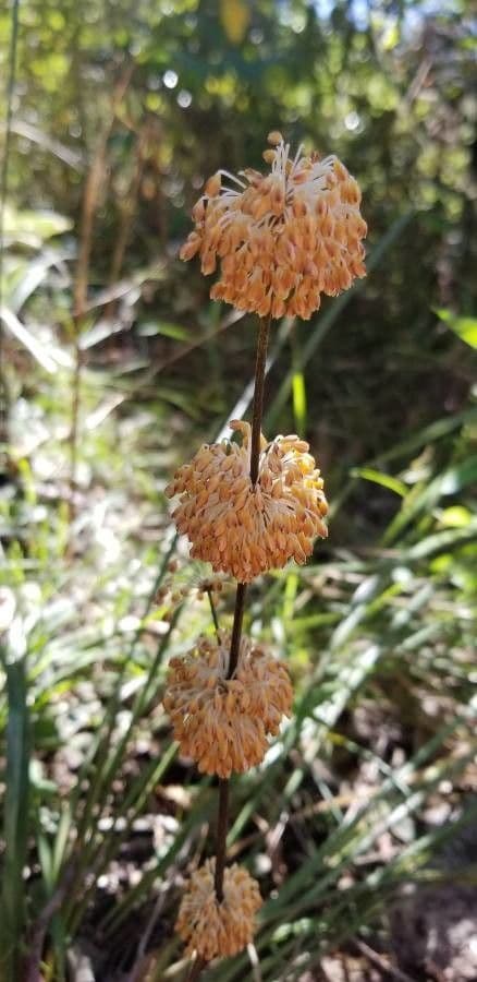 Lomandra multiflora 2