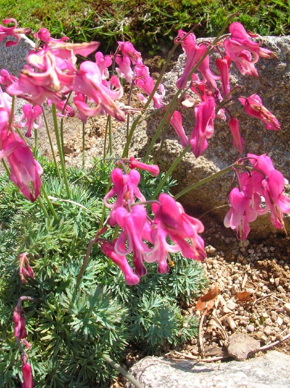 Dicentra 3