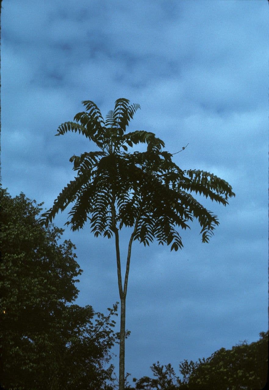Polyscias 2