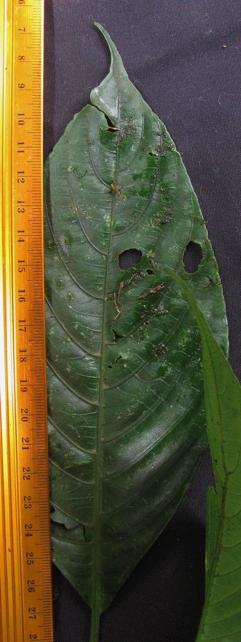 Stenostephanus 5