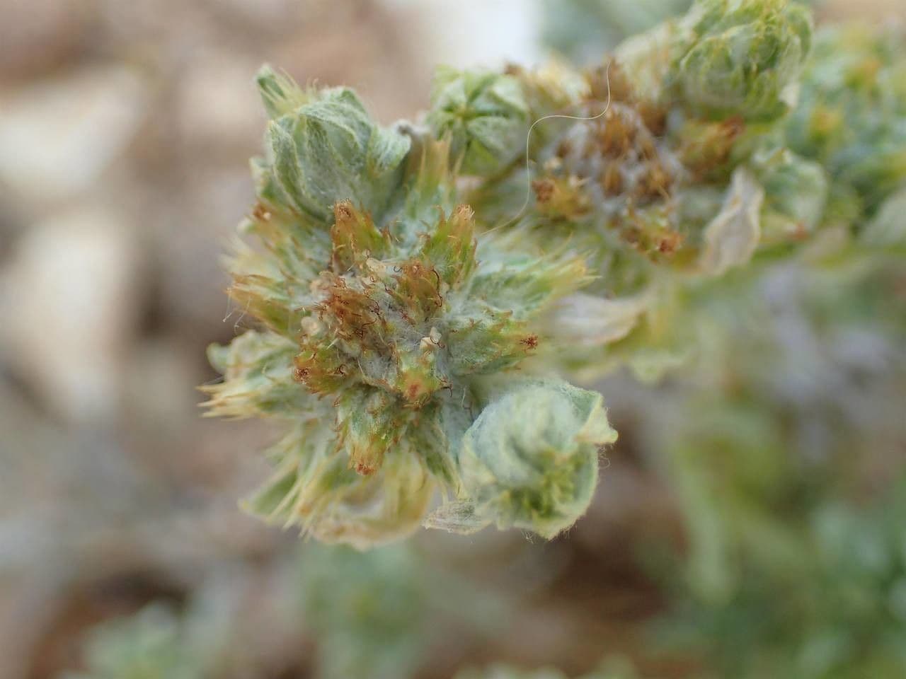 Bambagia spatolata 8