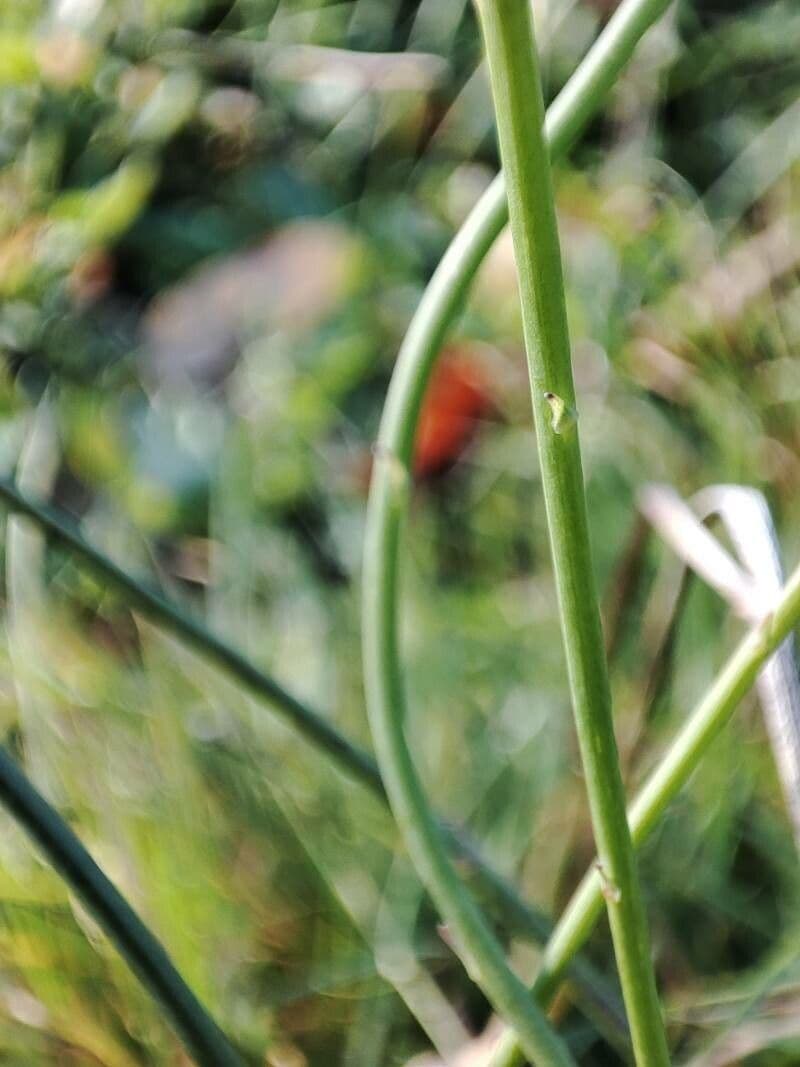 Radicchiella autunnale 25