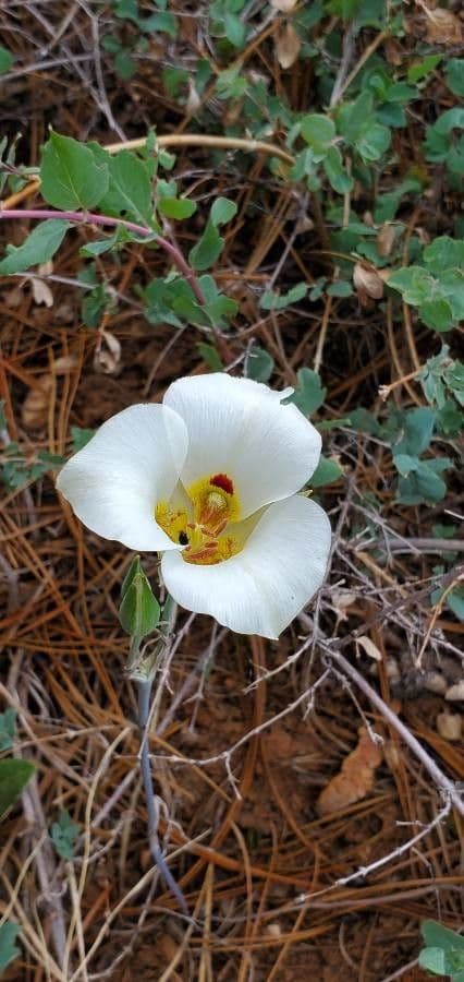 Nuttalls Kugelblume 4