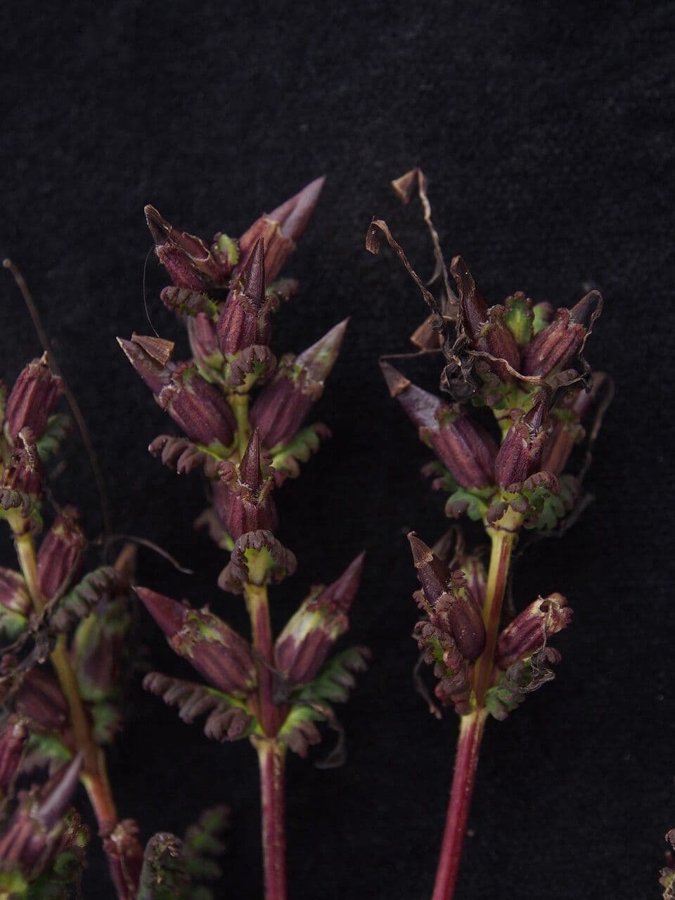 Pedicularis 3