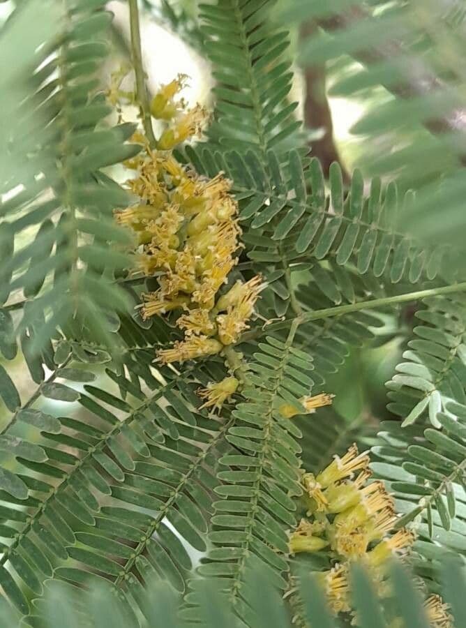 Prosopis 5