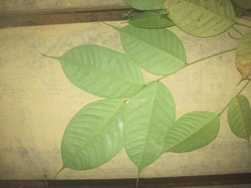 Basralocus 6