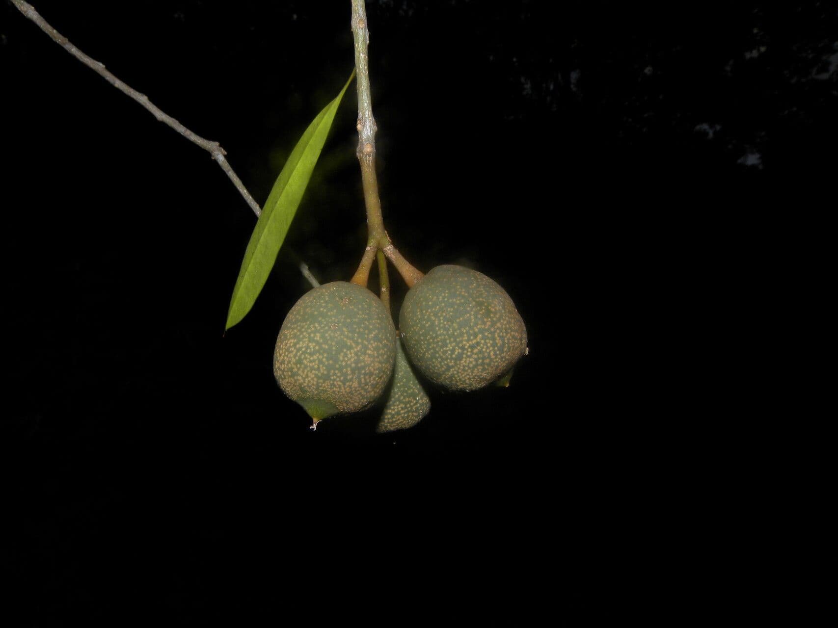 Bonellia 2