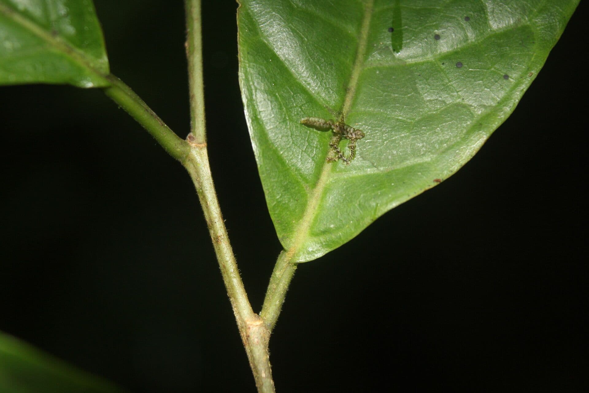 Sorocea 13
