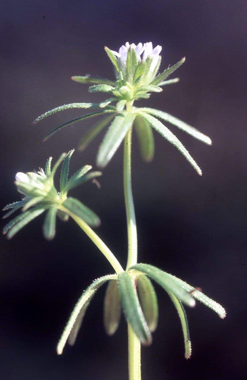Asperula 16