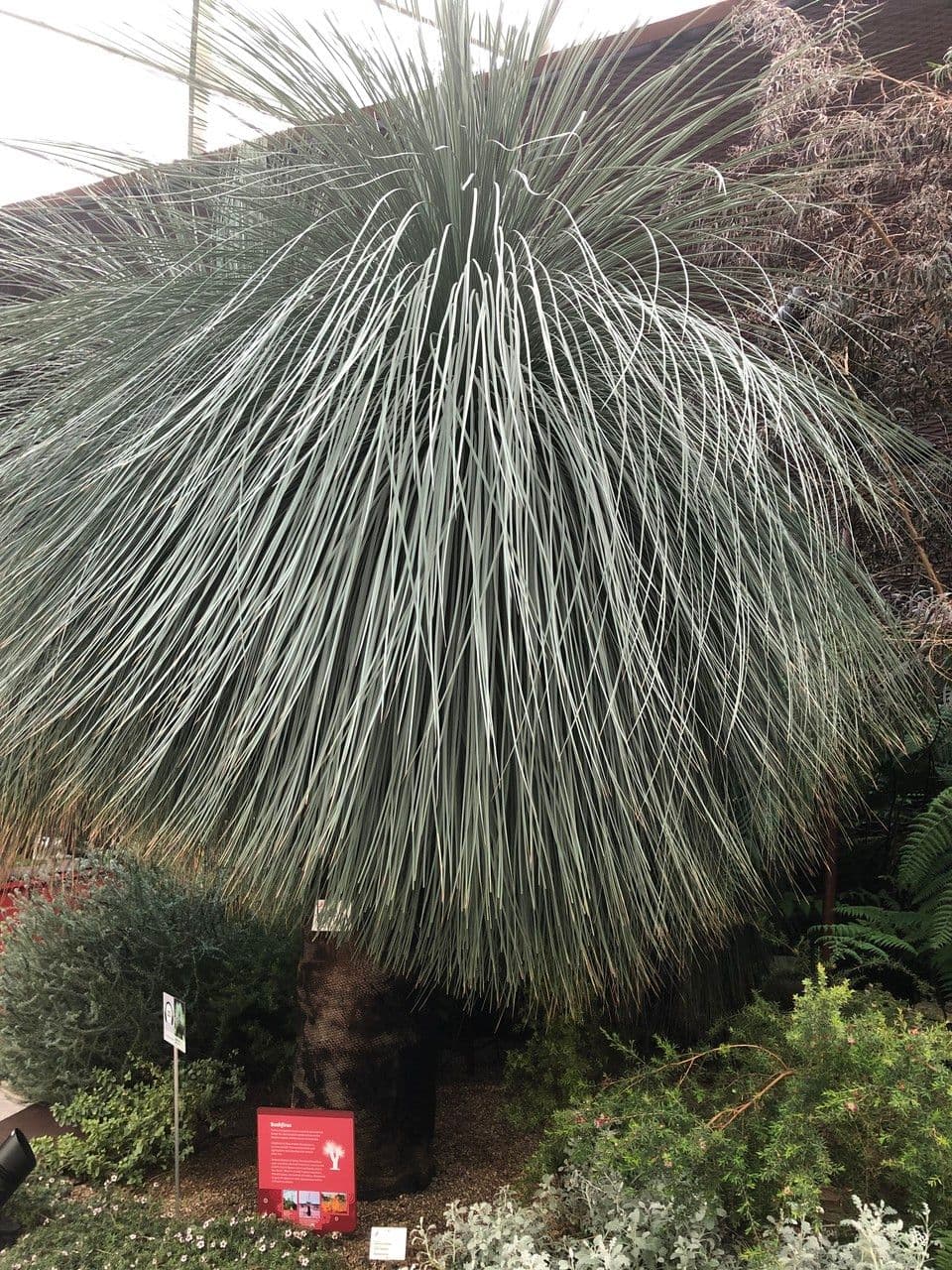 Xanthorrhoea glauca 12