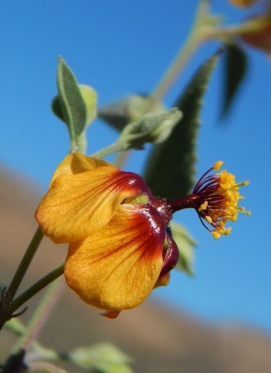 Abutilon incanum 2