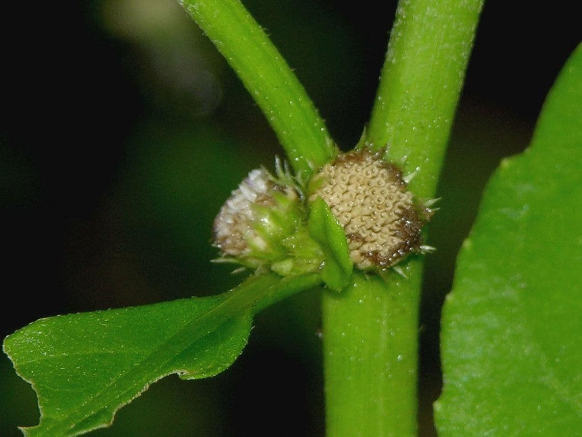 Struchium 16