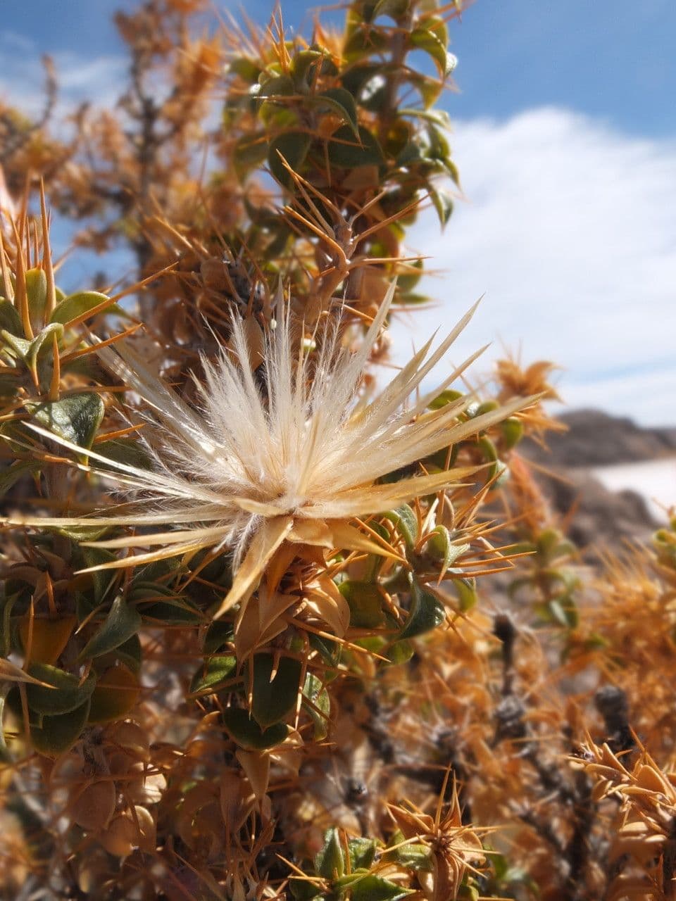 Chuquiraga 2