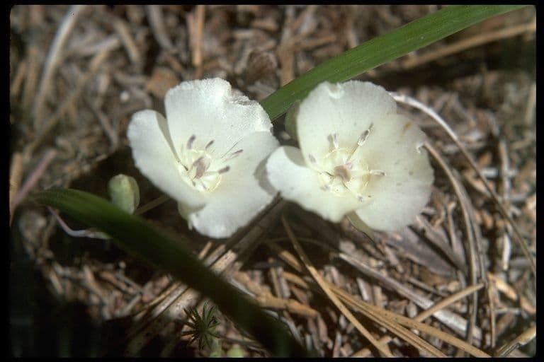 Calochortus 3