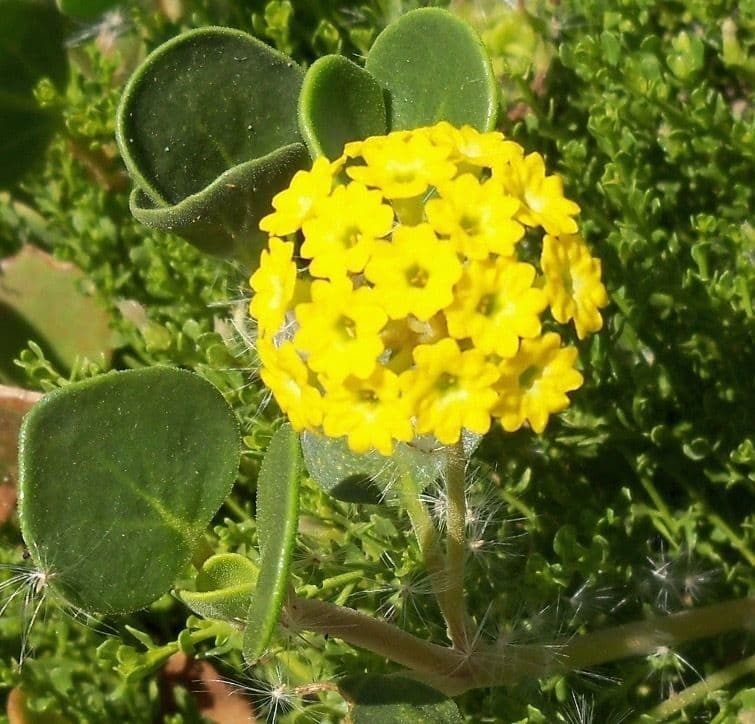 Abronia 7