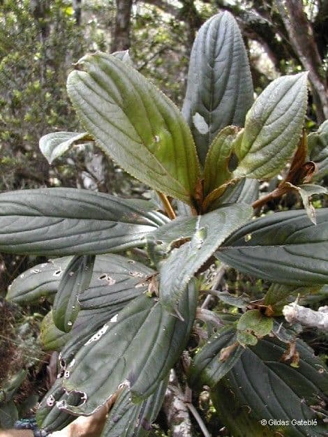 Coronanthera 3