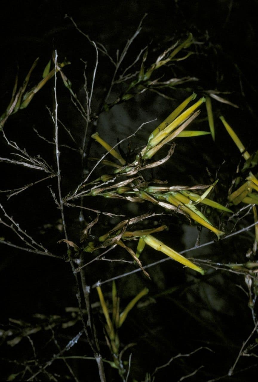 Deuterocohnia