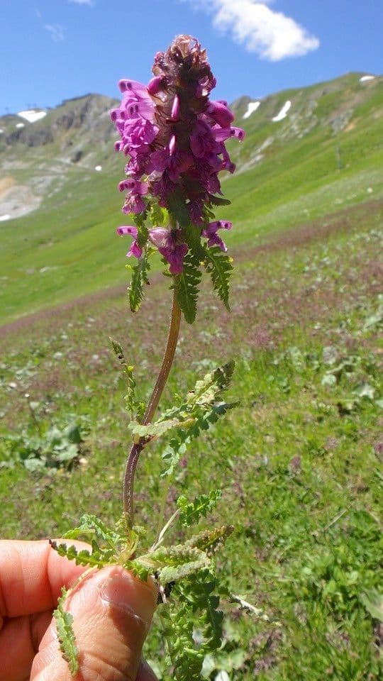 Pedicolare verticillata 22