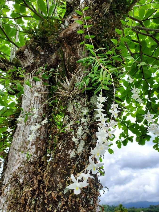 Orchidea colombina 6