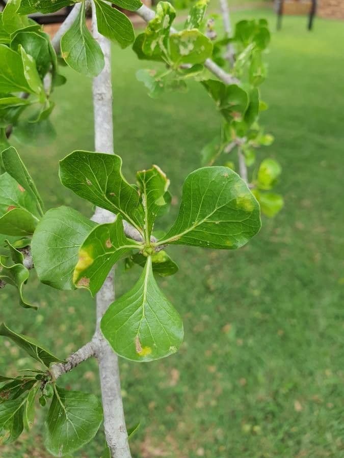 Gardenia Volkensa 14