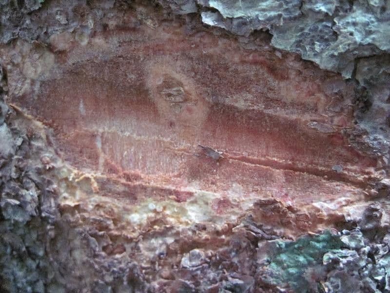 Basralocus 17