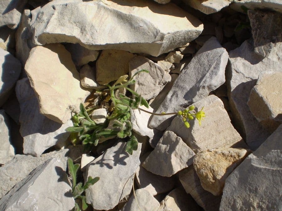 Biscutella 7