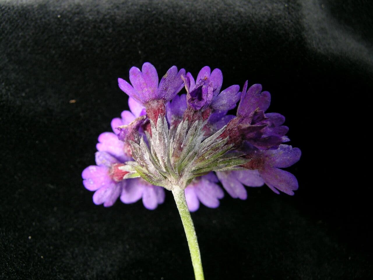 Primula capitata 7