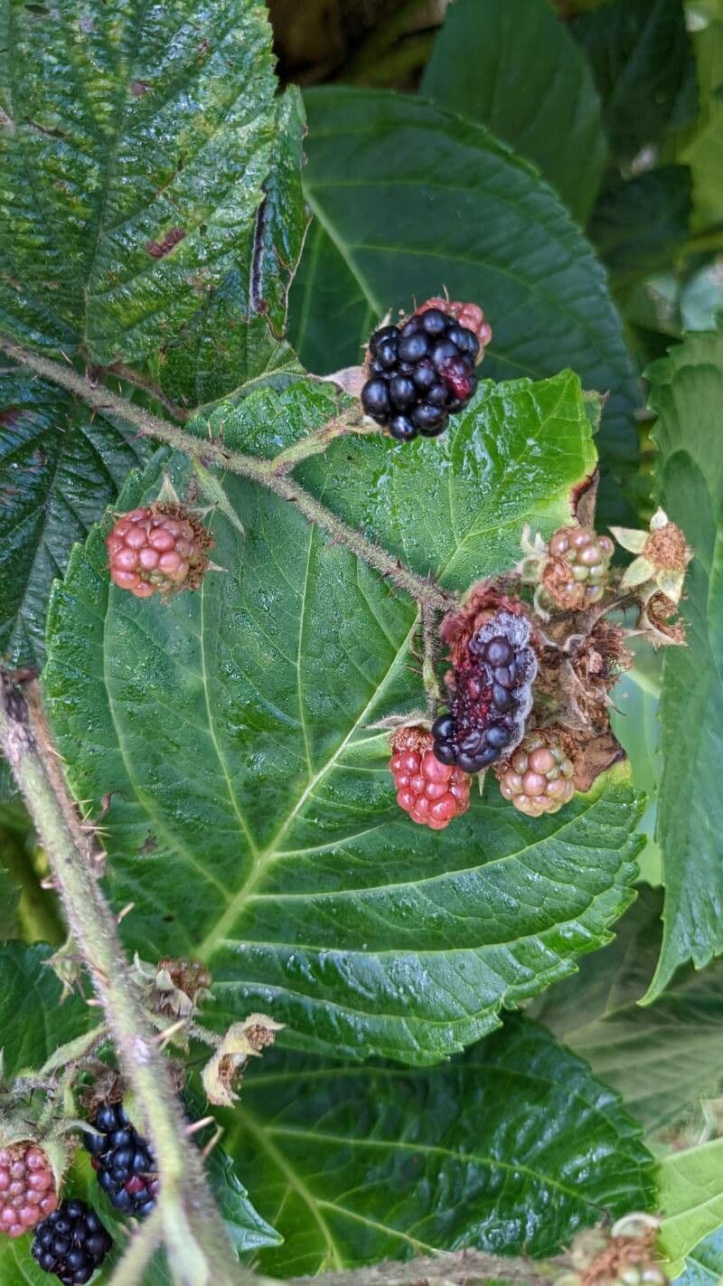 Schleichers Brombeere 2