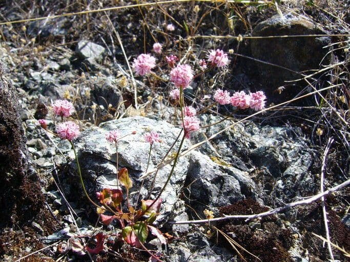 Goldteppich-Buckwheat 7