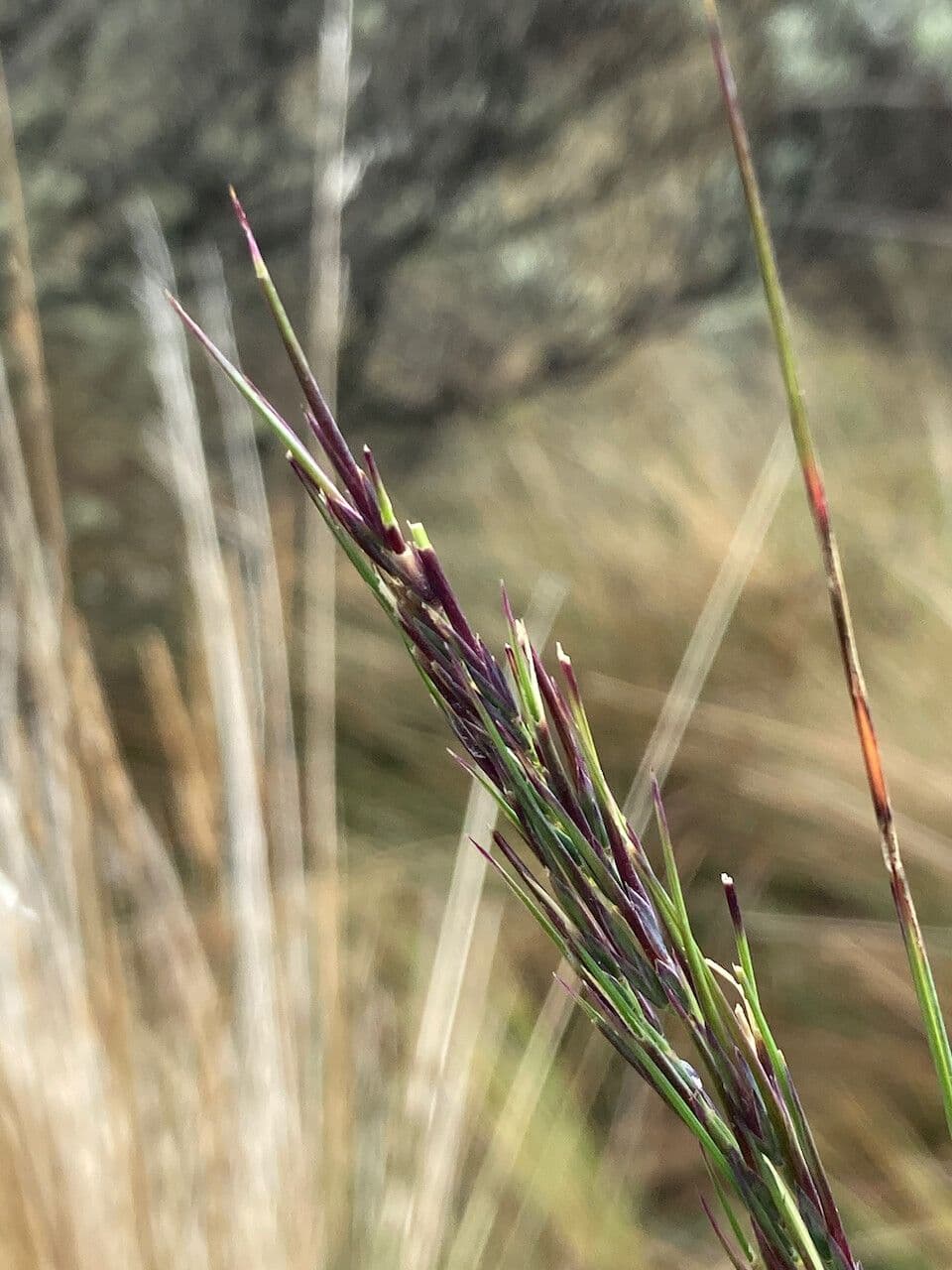 Festuca 2