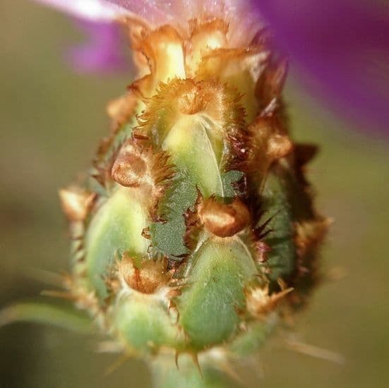 Centaurea diluta 6